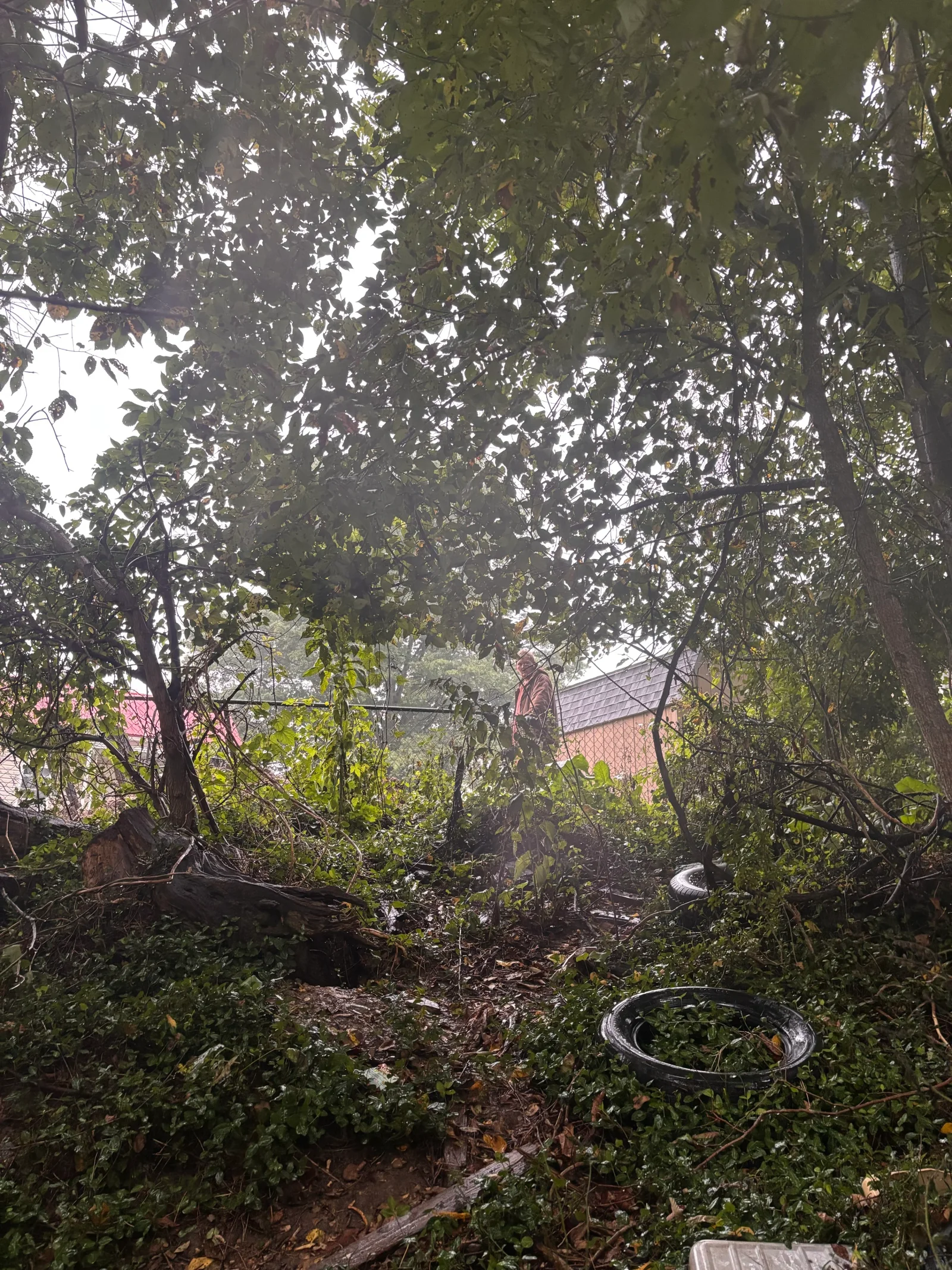 Overgrown yard with dense vegetation, fallen logs, and standing water before drainage clearance